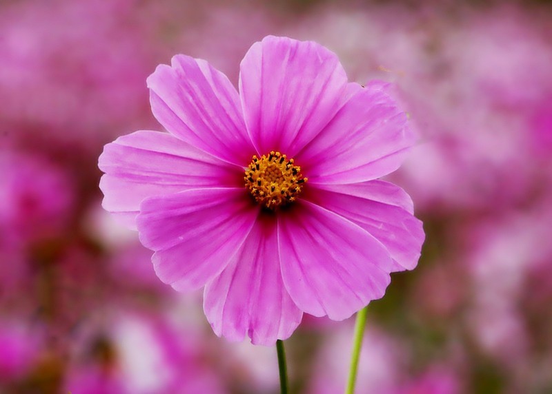 《不老松：纪实摄影》大运诃边的兴济花海：格桑花(秋英)、鸡冠花！ (4)