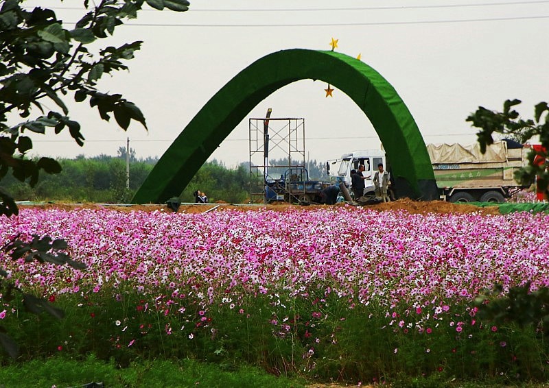 《不老松：纪实摄影》大运诃边的兴济花海：格桑花(秋英)、鸡冠花！ (4)