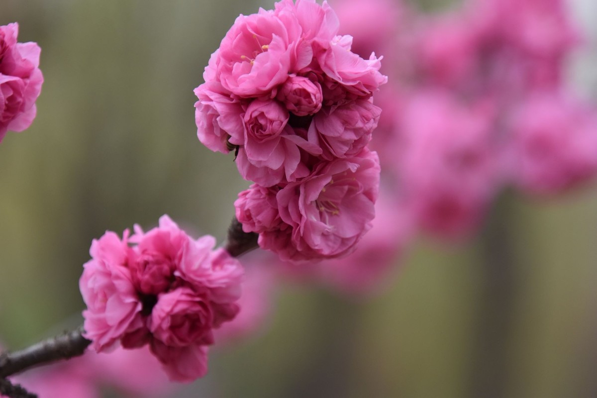 又是花红柳绿时