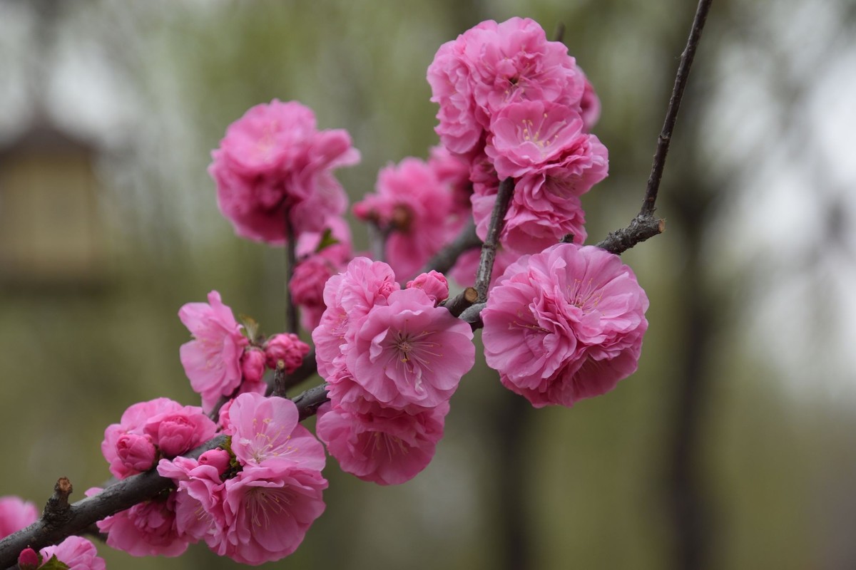 又是花红柳绿时