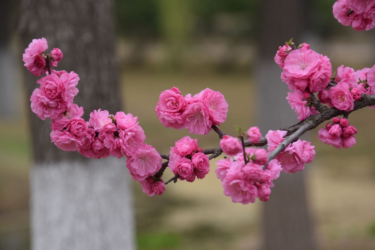 又是花红柳绿时