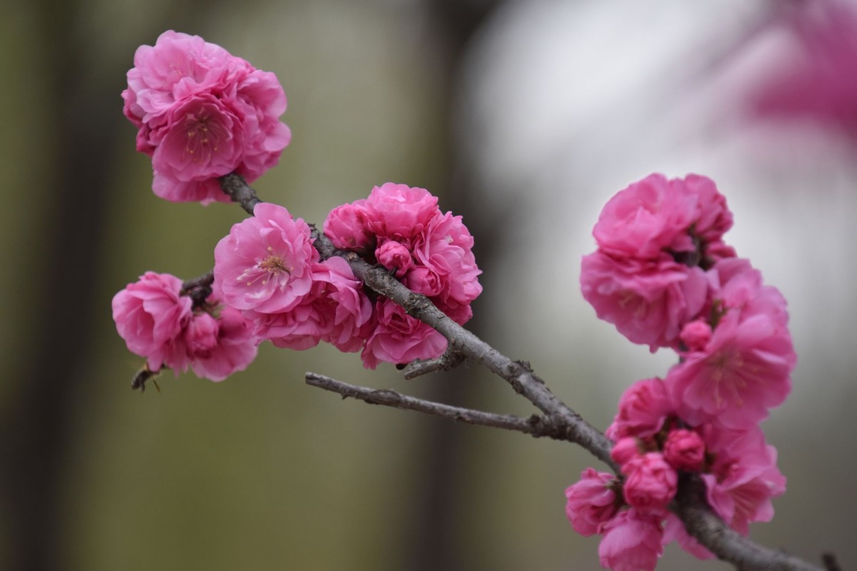 又是花红柳绿时