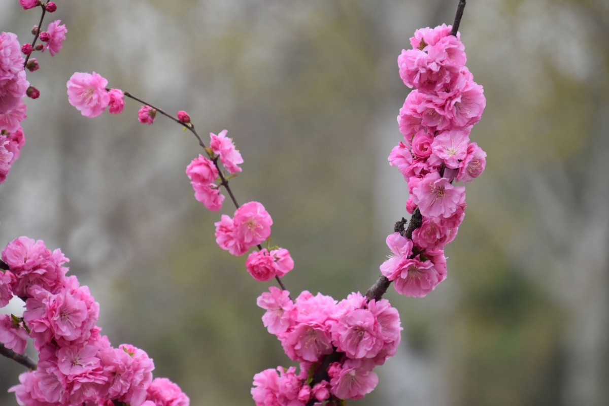 又是花红柳绿时