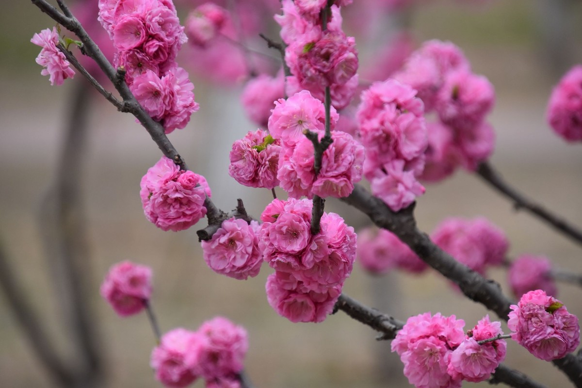 又是花红柳绿时