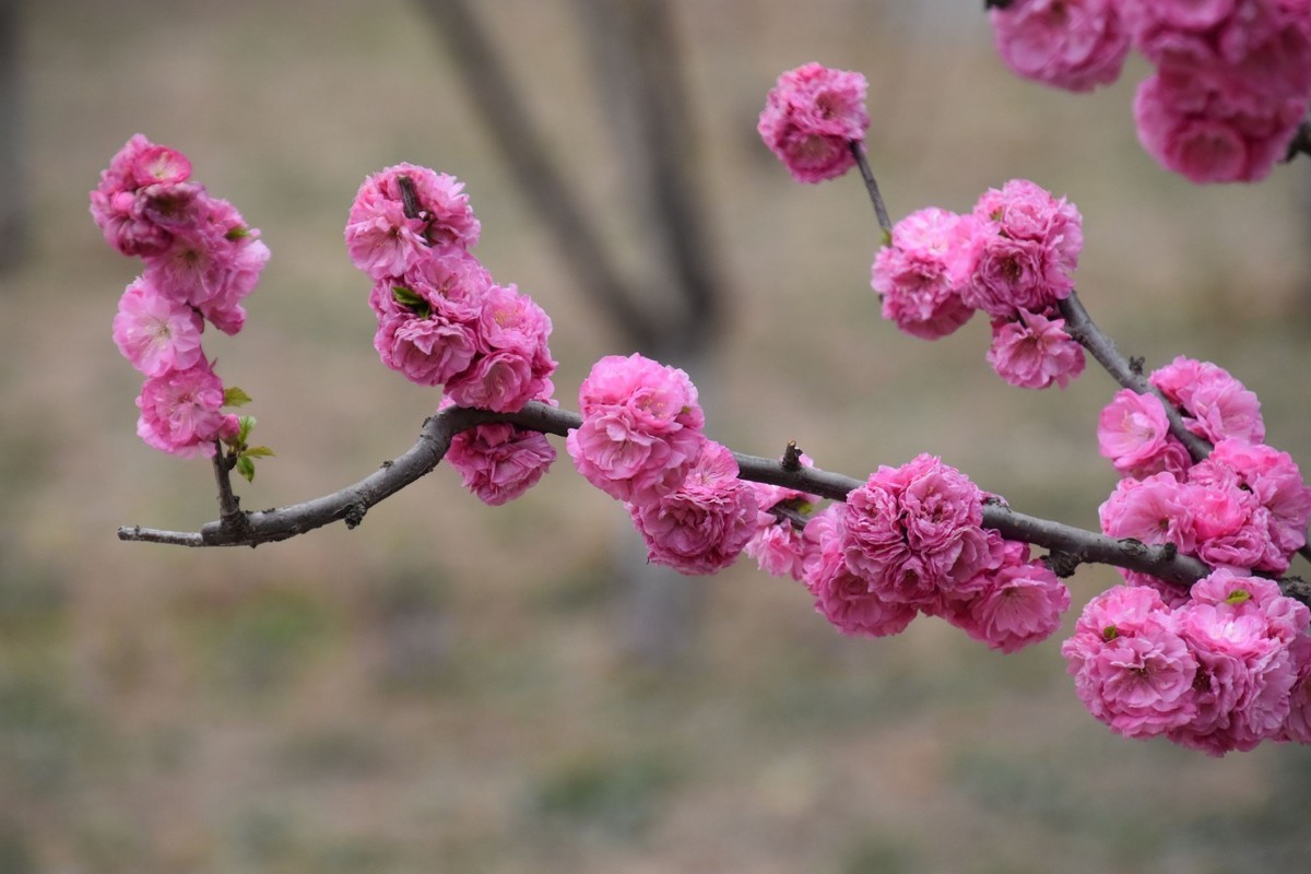 又是花红柳绿时
