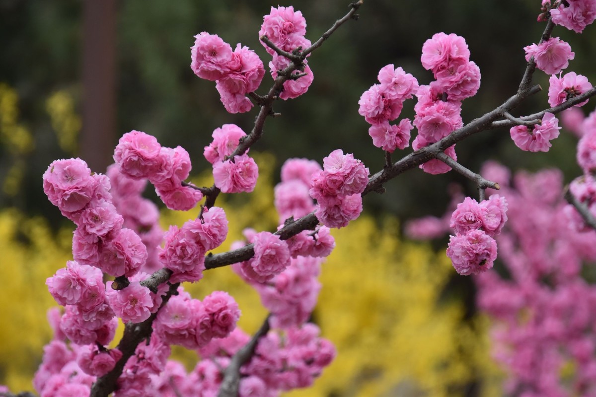 又是花红柳绿时