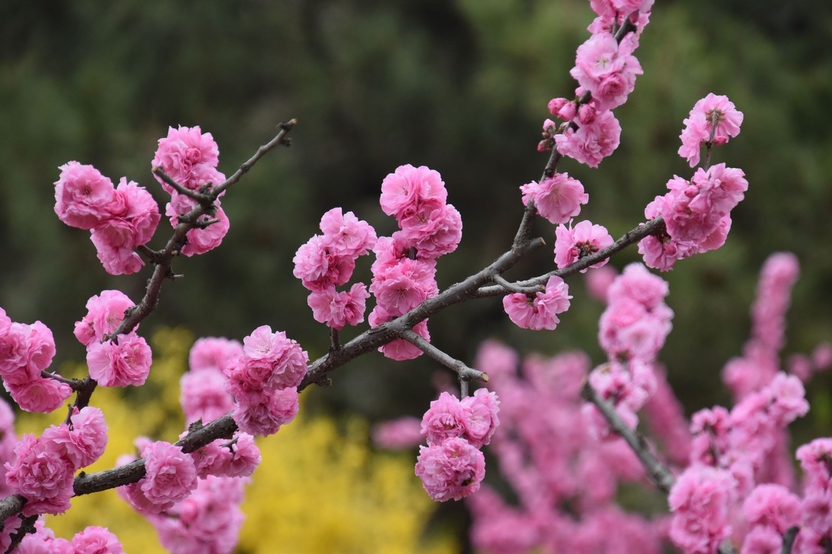 又是花红柳绿时