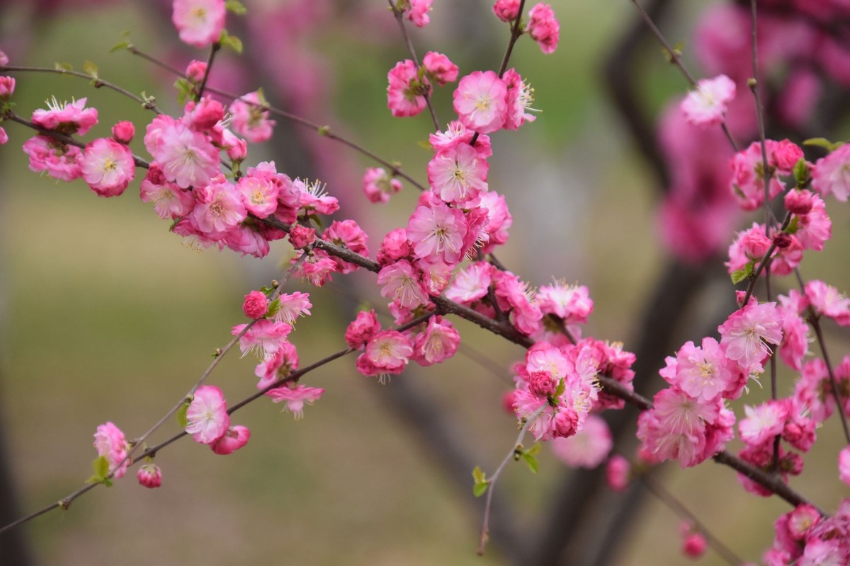 又是花红柳绿时