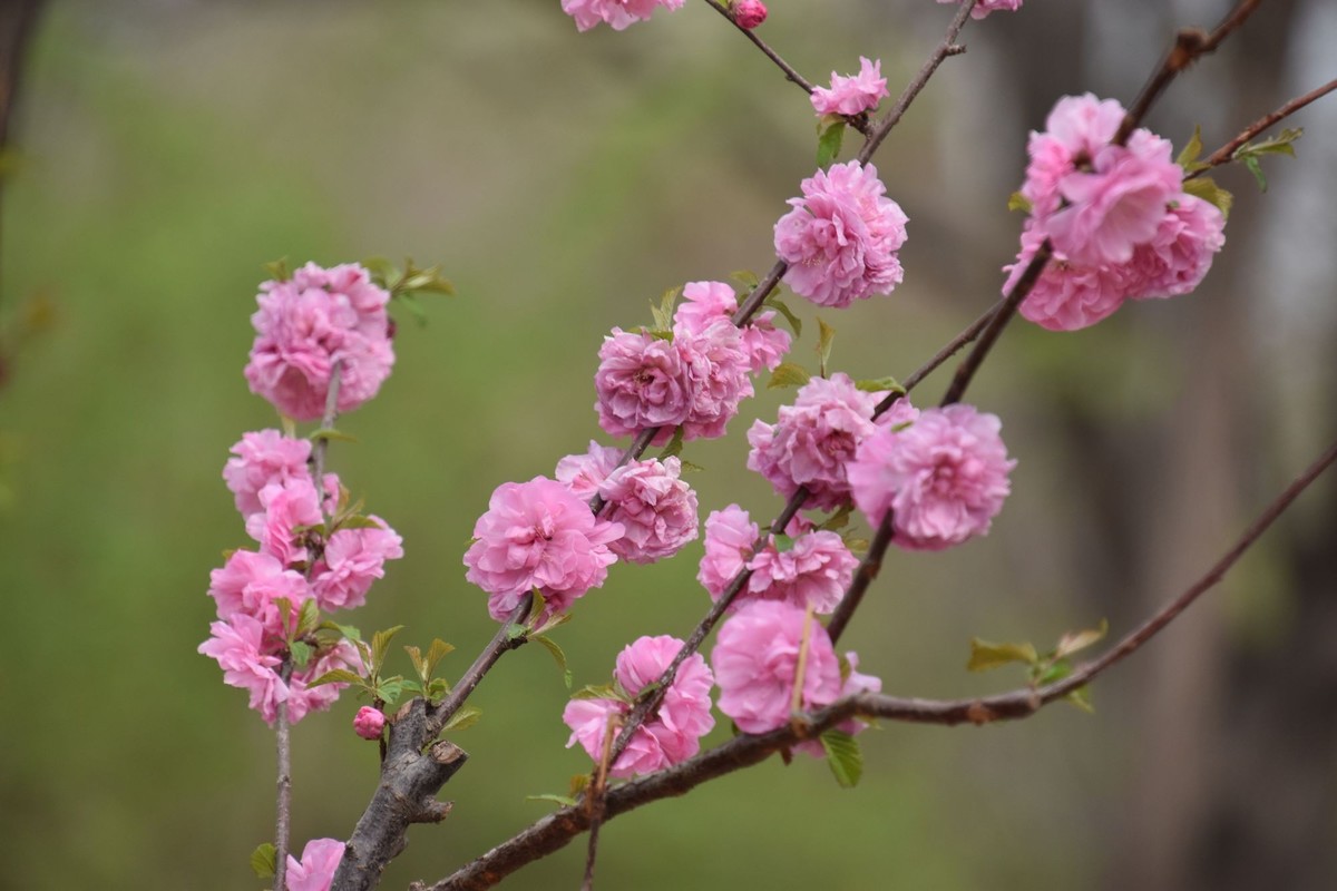 又是花红柳绿时