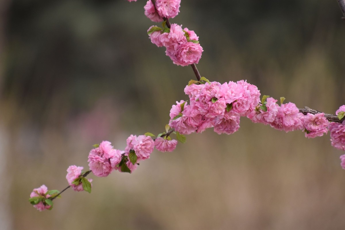 又是花红柳绿时