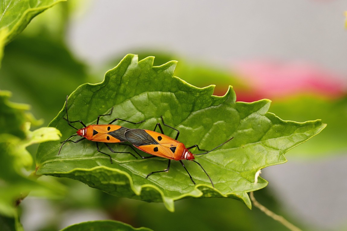 虫趣:亲密伙伴棉红蝽