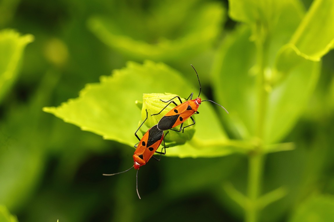 虫趣:亲密伙伴棉红蝽