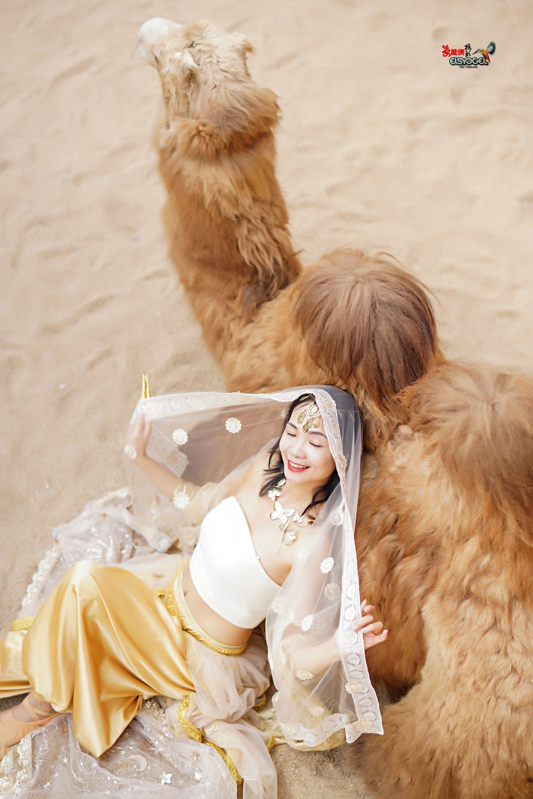 【沙漠香槟女神】---小杨