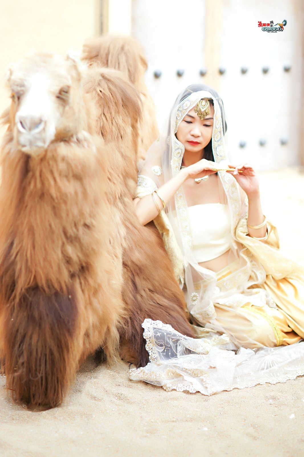 【沙漠香槟女神】---小杨