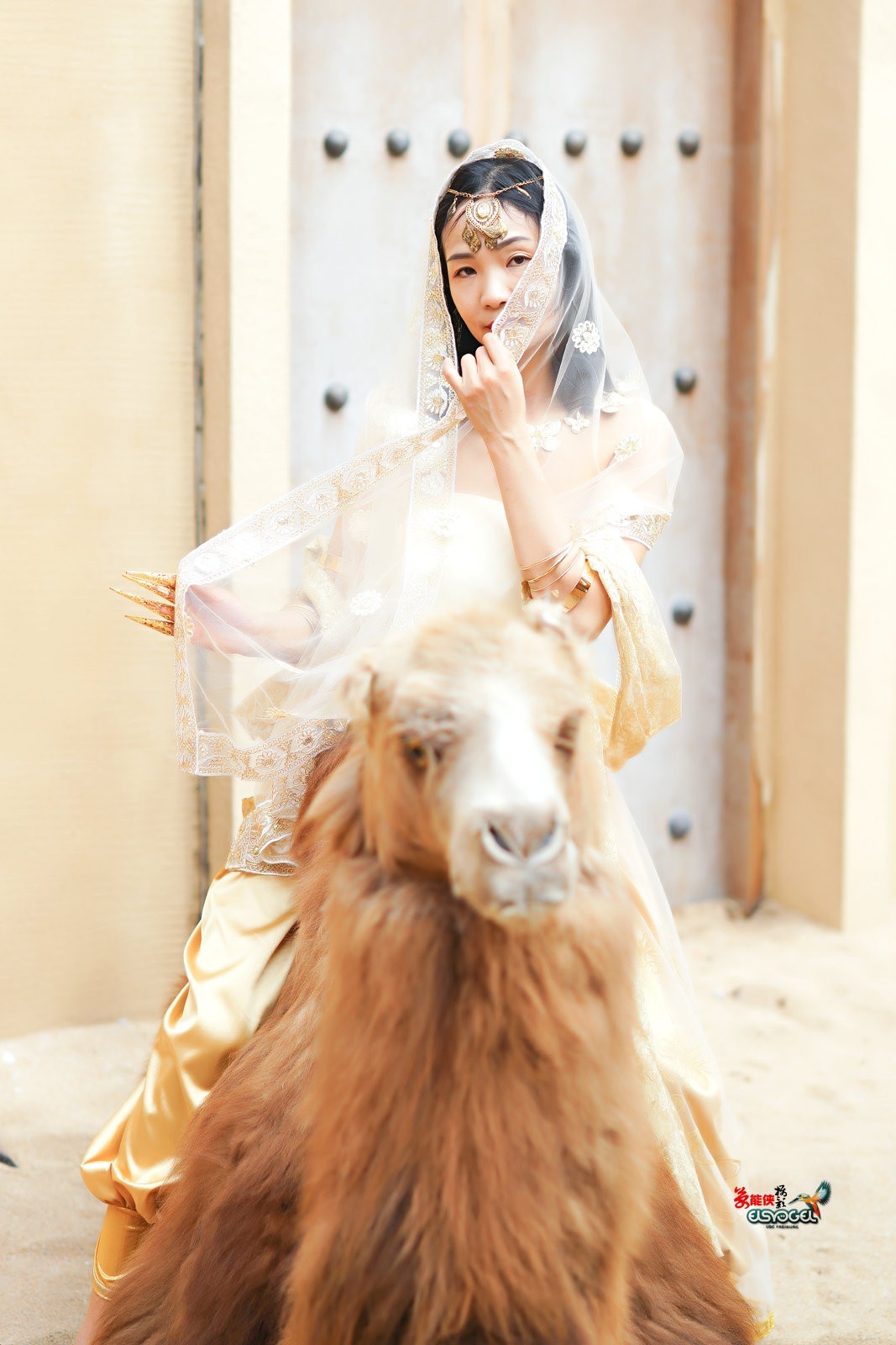 【沙漠香槟女神】---小杨