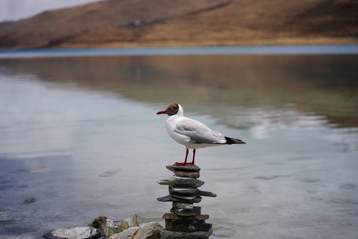 羊湖（圣湖羊卓雍错）