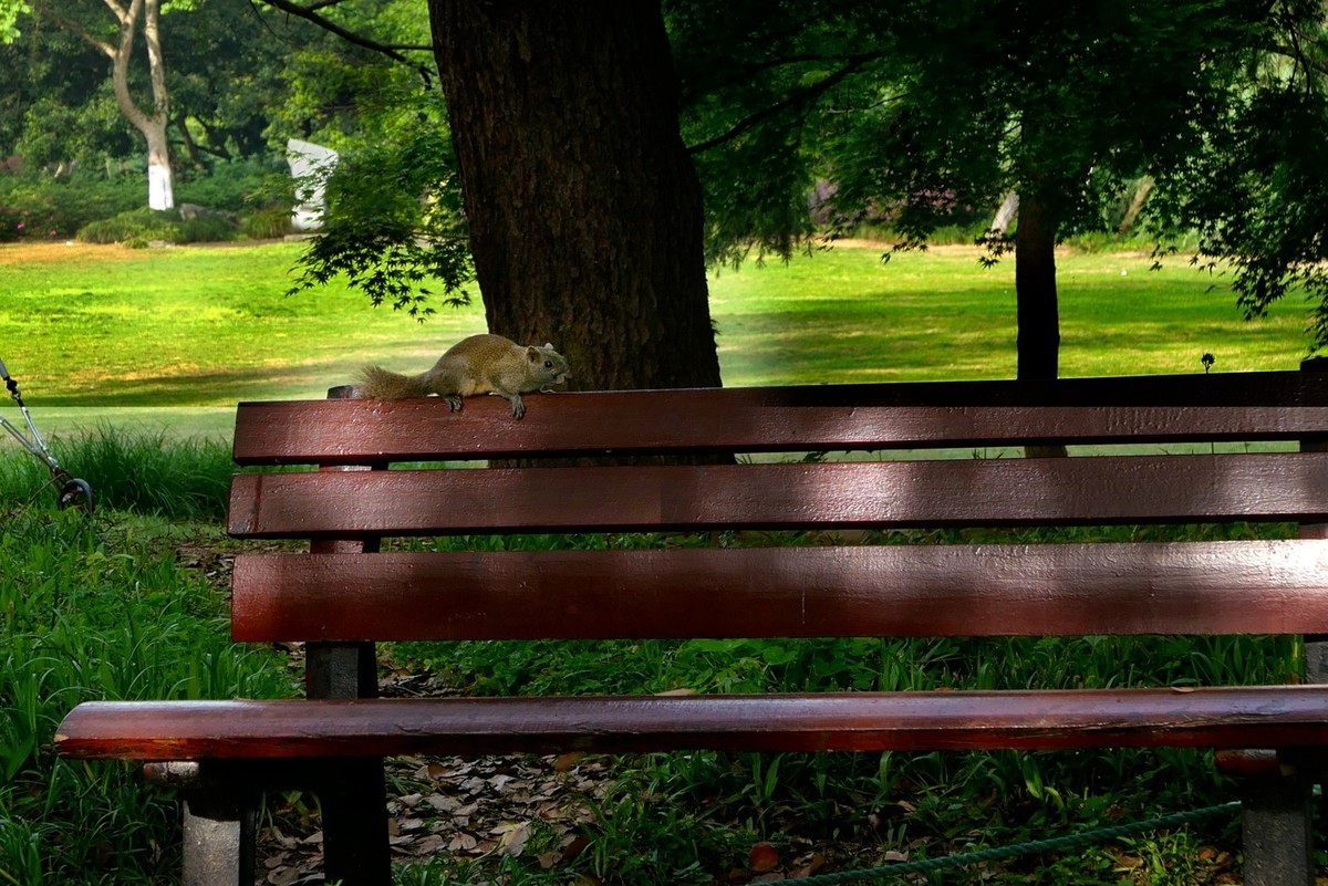 杭州—西湖—花港观鱼(2)