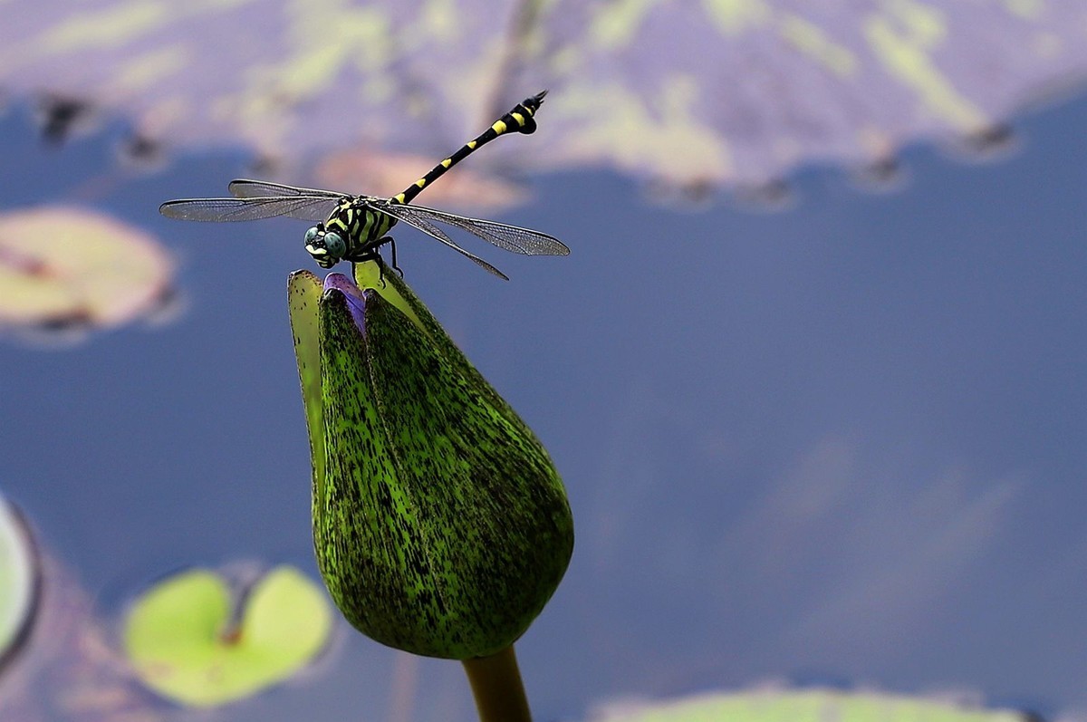 蜻蜒