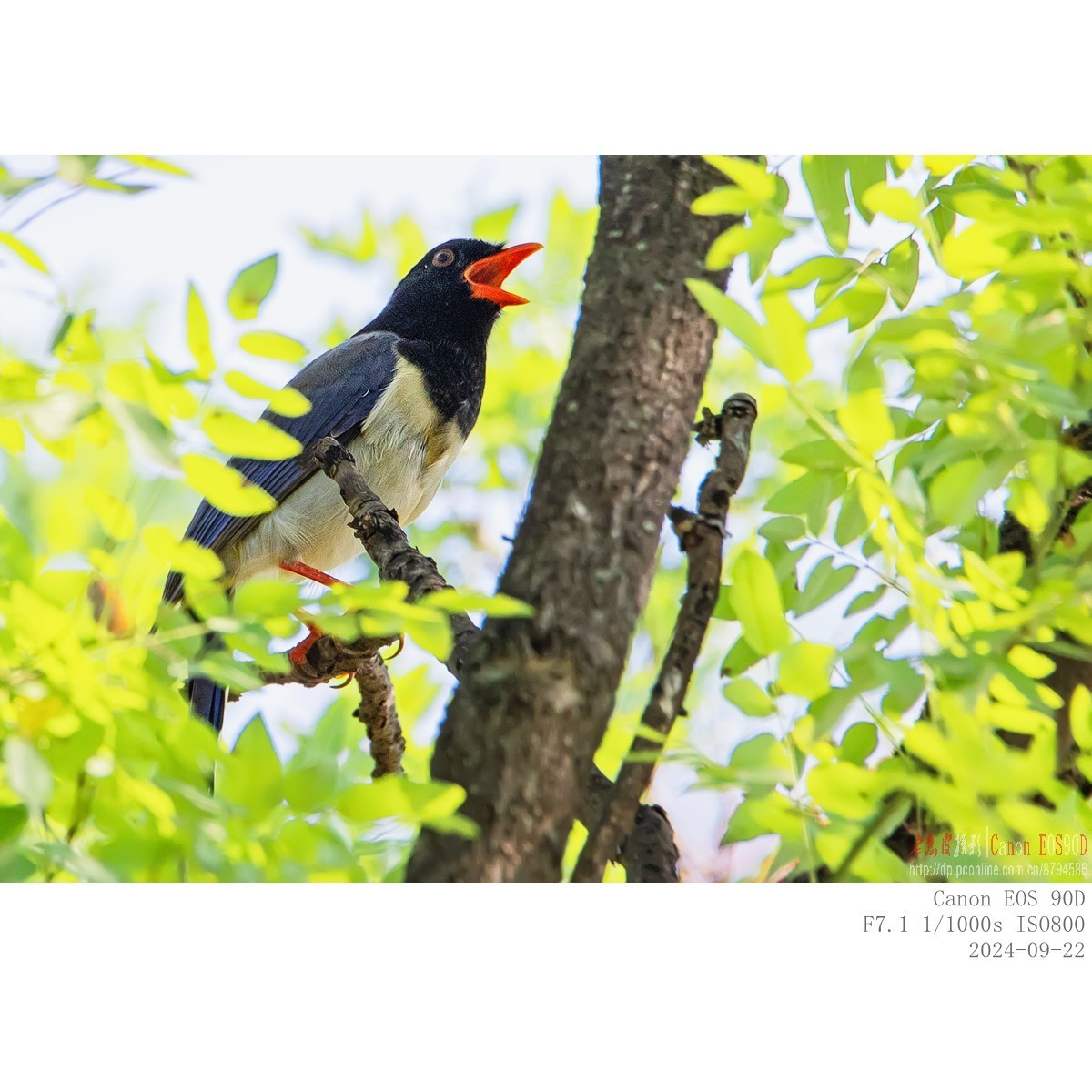 红嘴蓝鹊