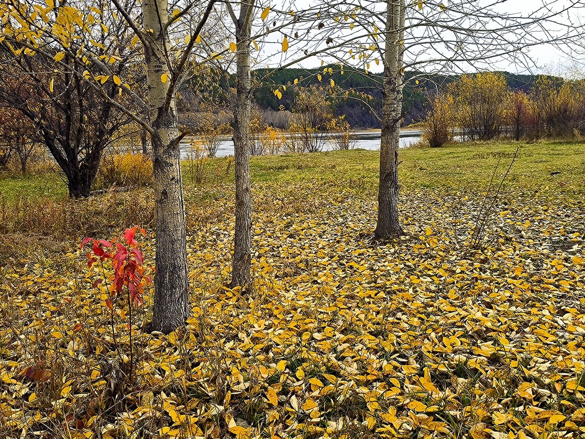 北极村秋色手机随拍(三)