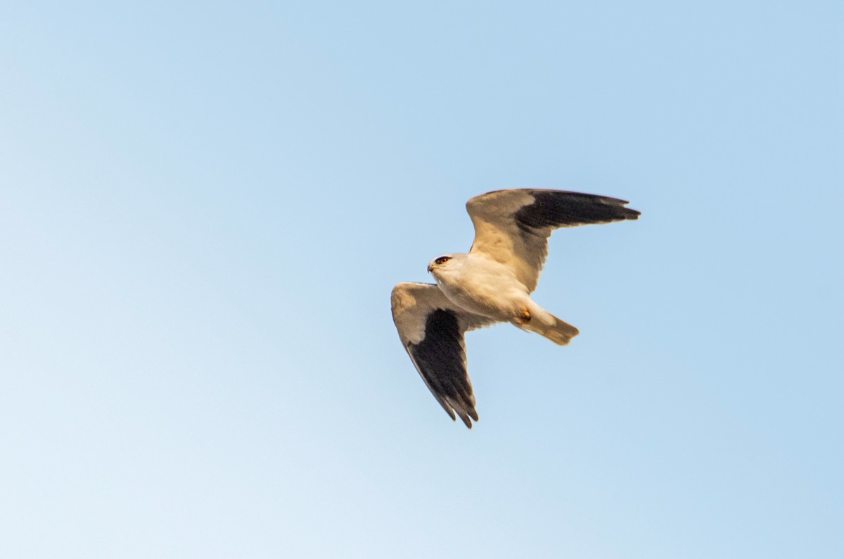 寻找猎物的黑翅鸢（五）