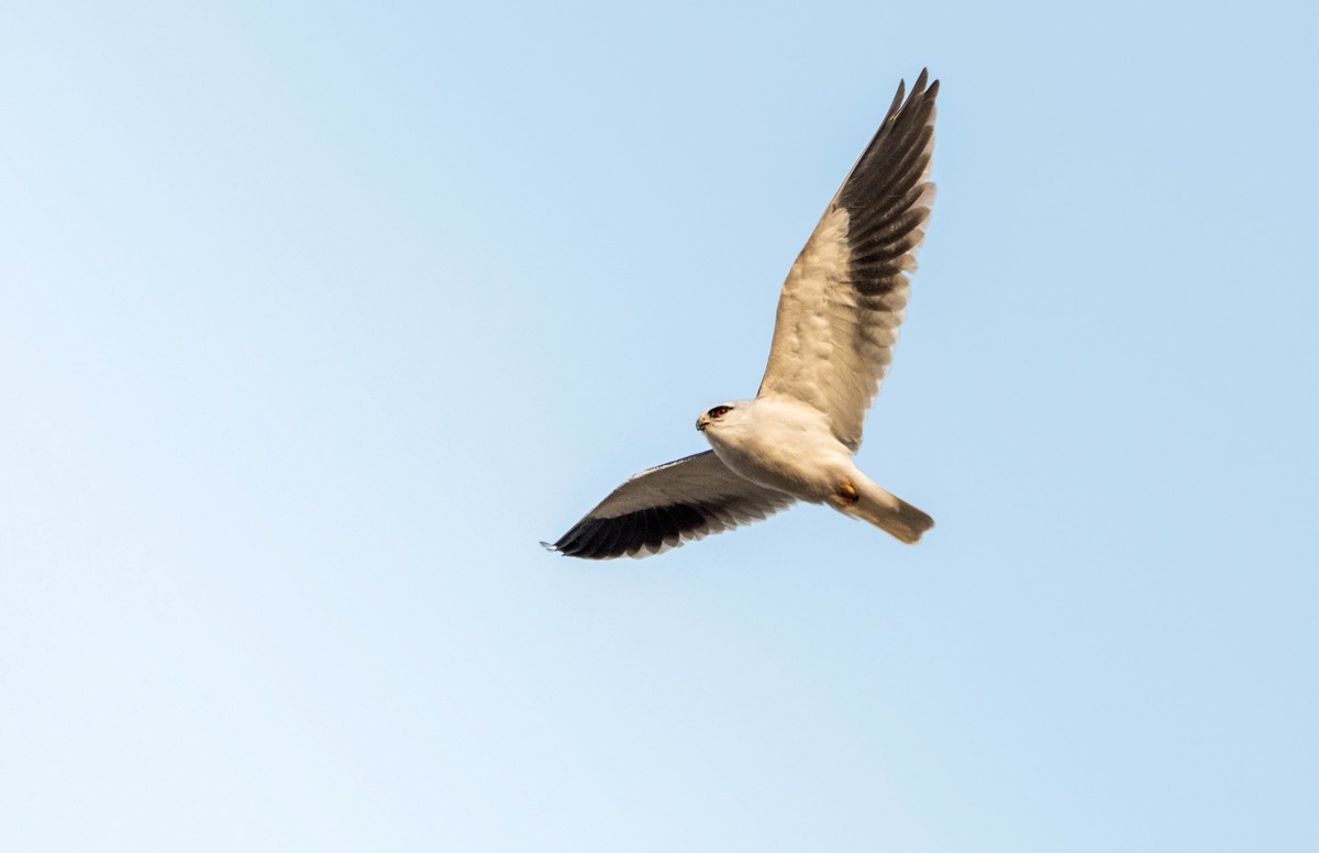 寻找猎物的黑翅鸢（五）