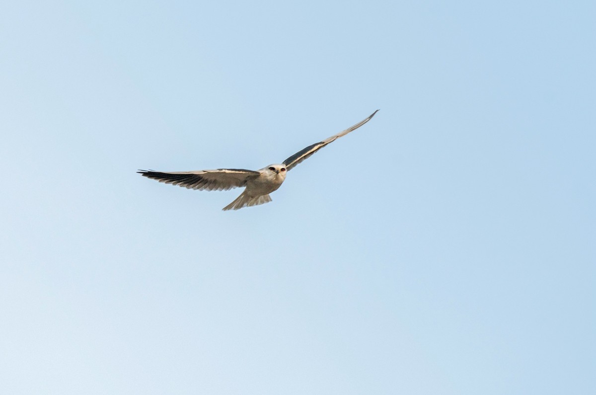 寻找猎物的黑翅鸢（五）