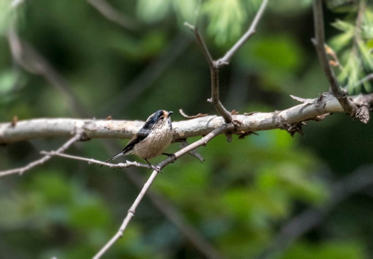 银喉长尾山雀（二十七）
