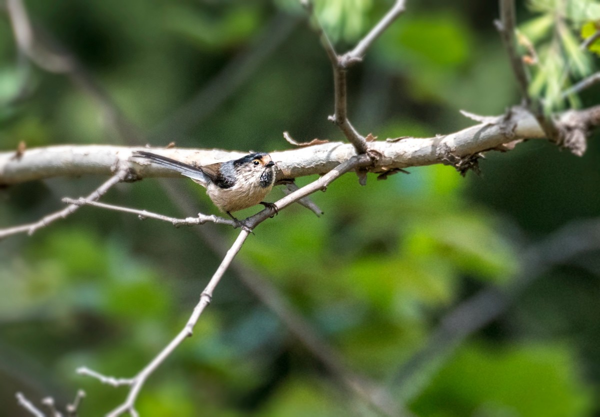 银喉长尾山雀（二十七）