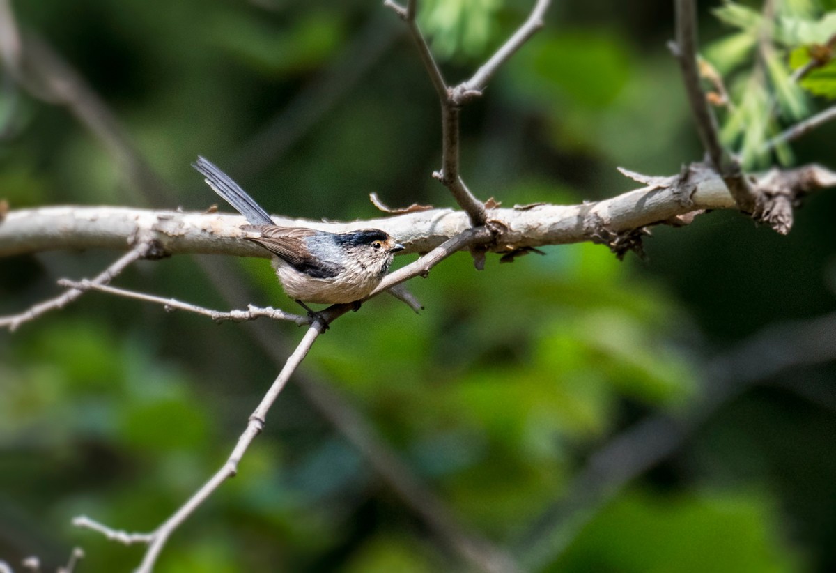 银喉长尾山雀（二十七）