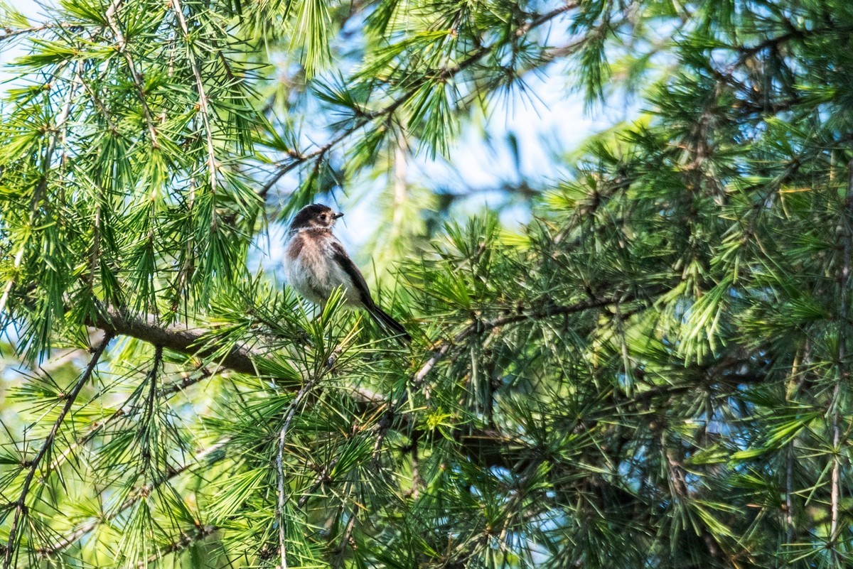 银喉长尾山雀（二十七）