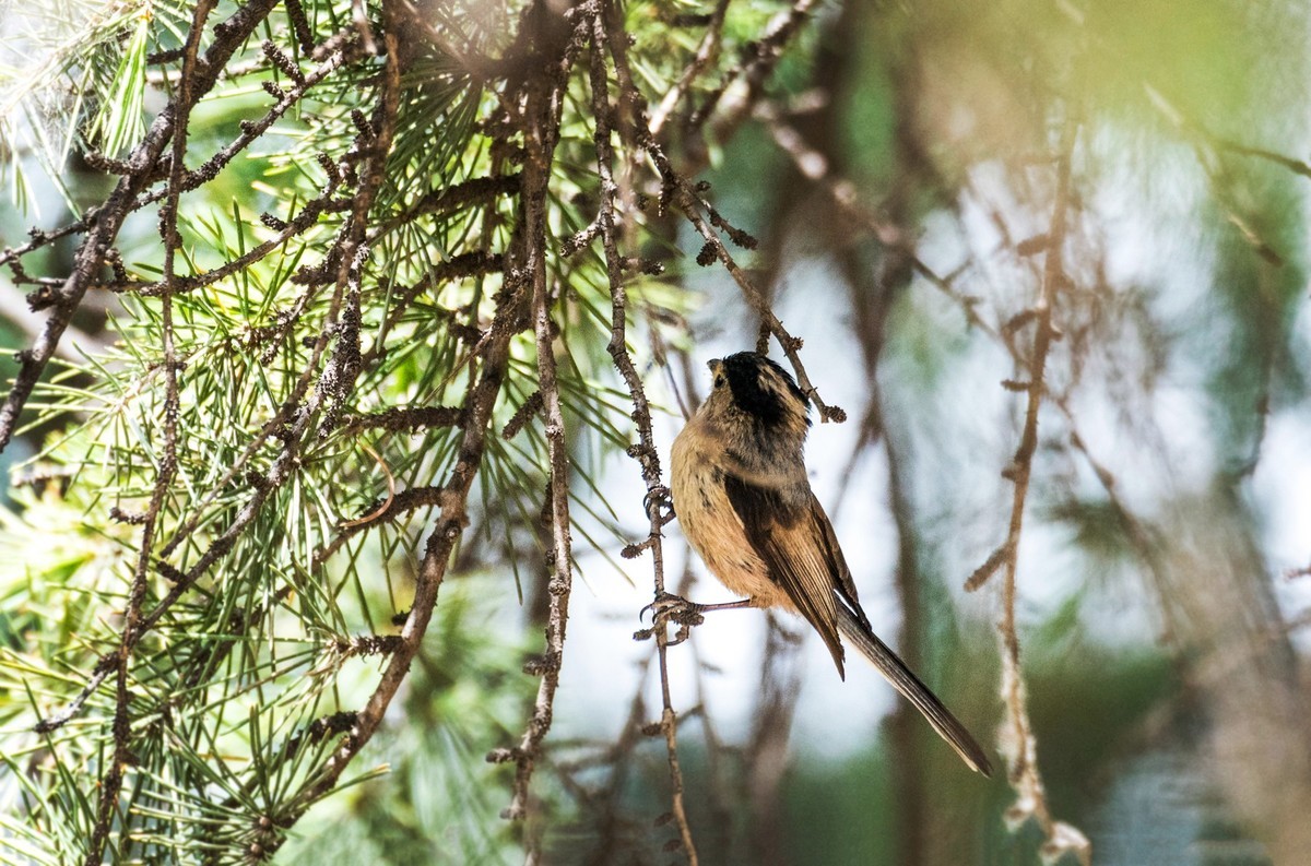 银喉长尾山雀（二十七）