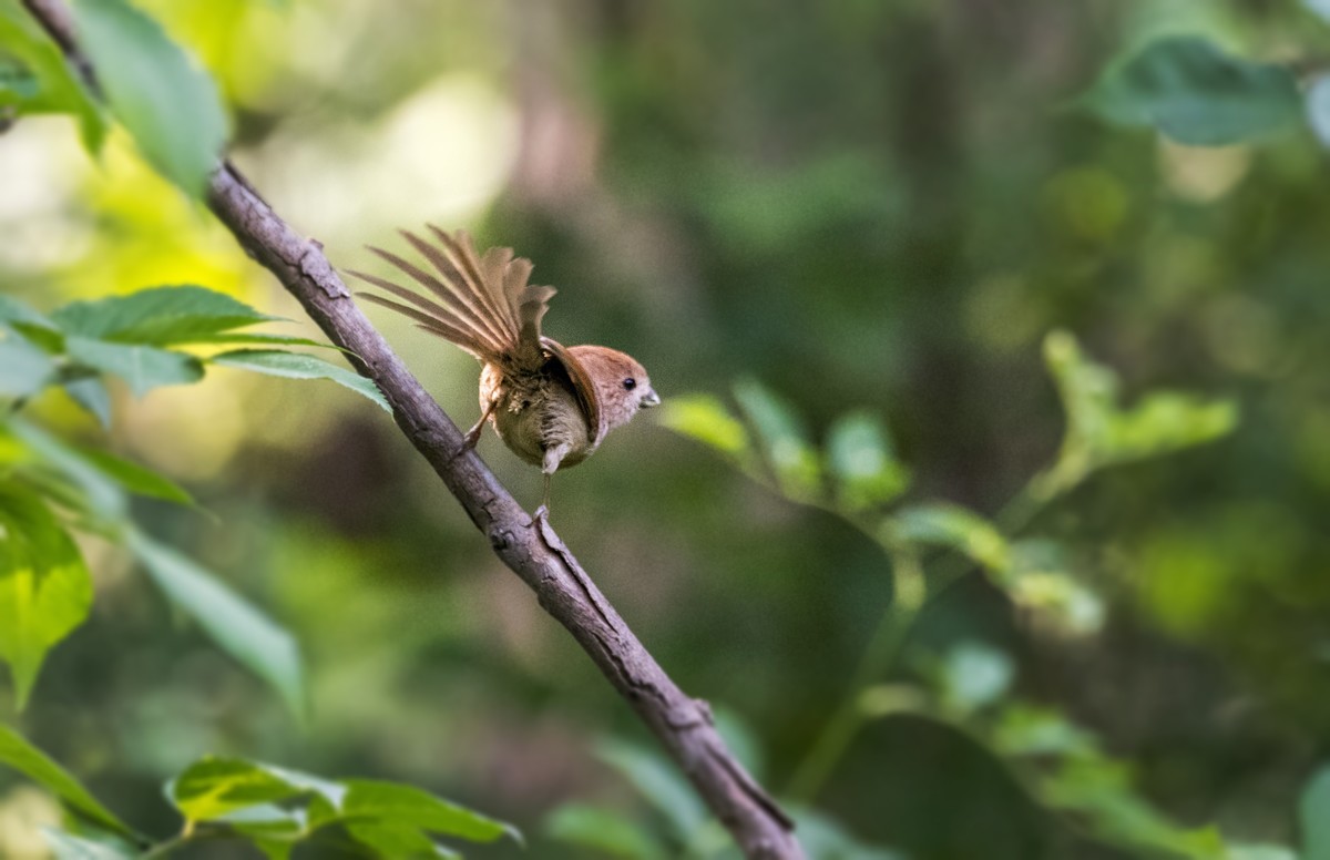 银喉长尾山雀（二十七）