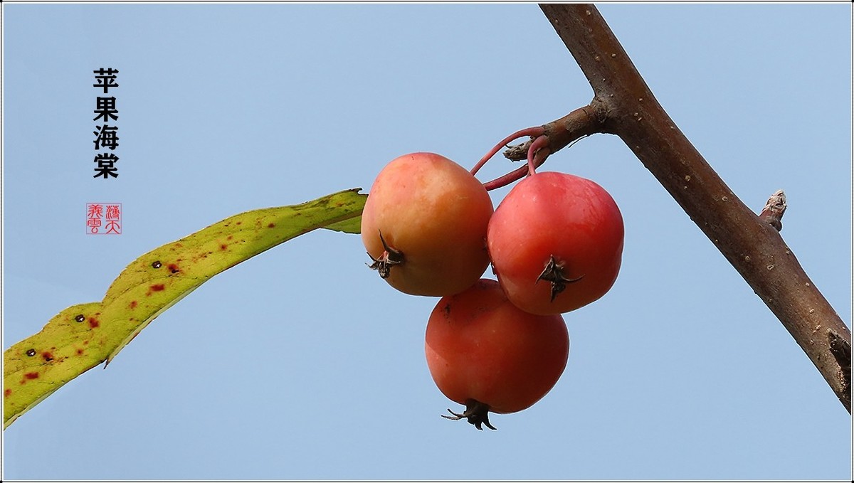 苹果海棠果