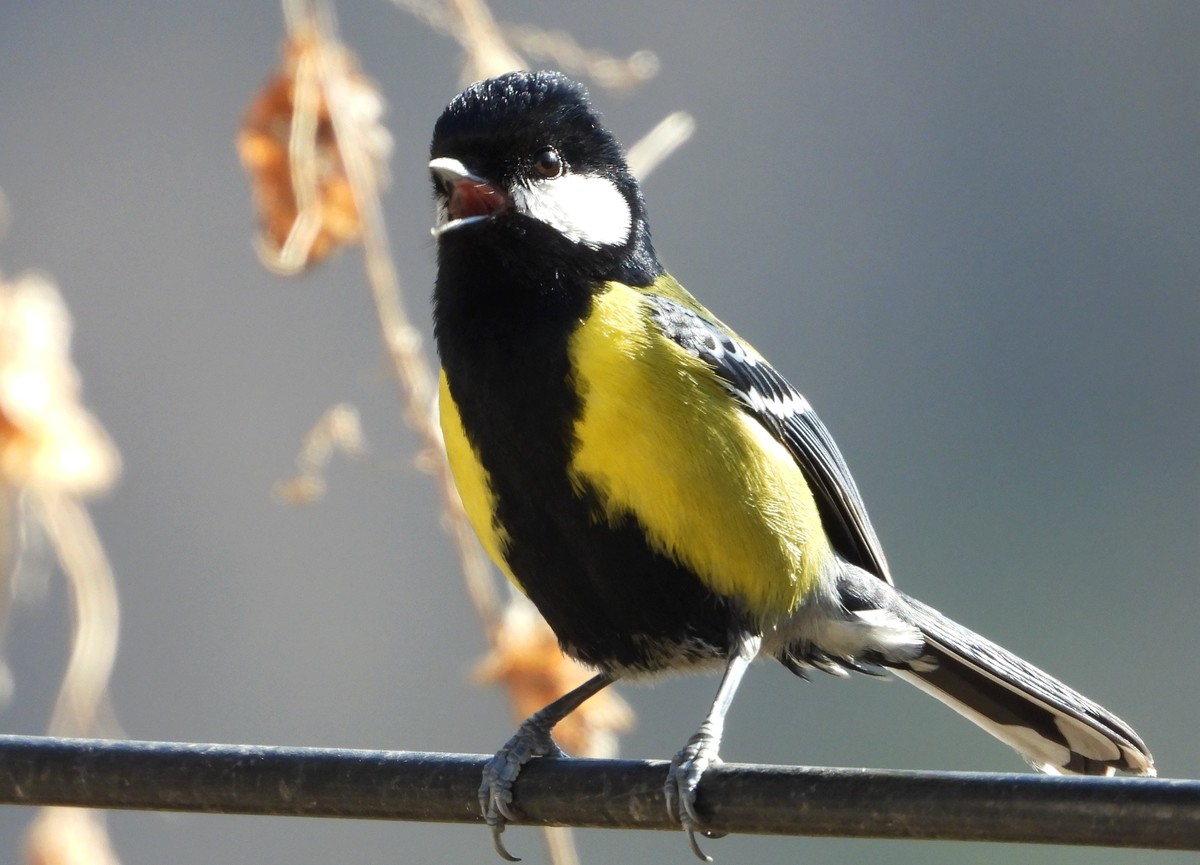 在电脑上找出的尼康p1000的片子｛机子不在了｝