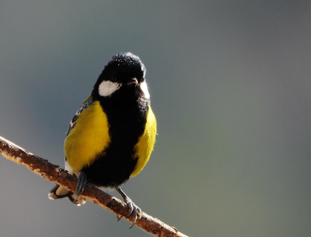 在电脑上找出的尼康p1000的片子｛机子不在了｝