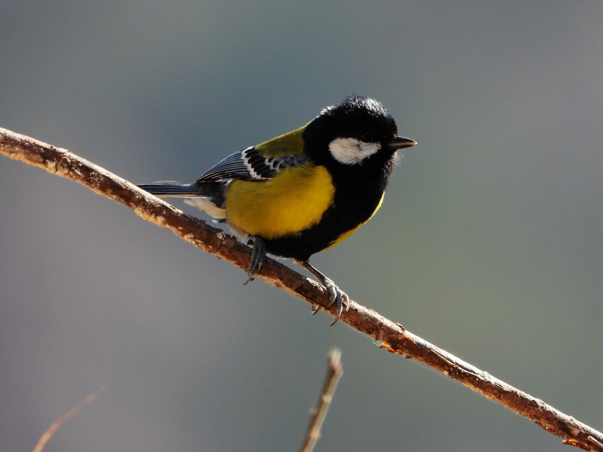 在电脑上找出的尼康p1000的片子｛机子不在了｝