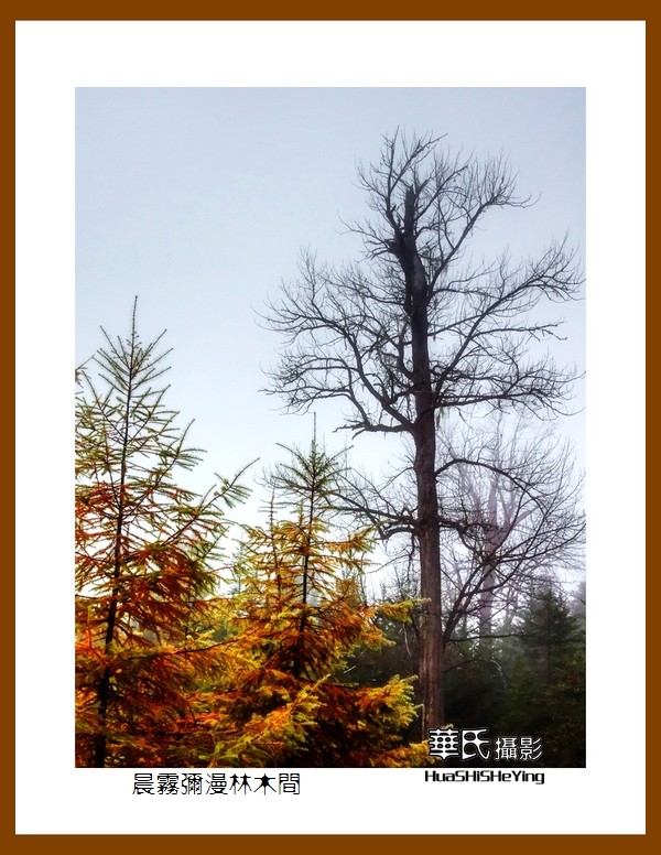 2020西西南北行游走川西128——晨雾弥漫林木间（阿坝州理县毕棚沟）