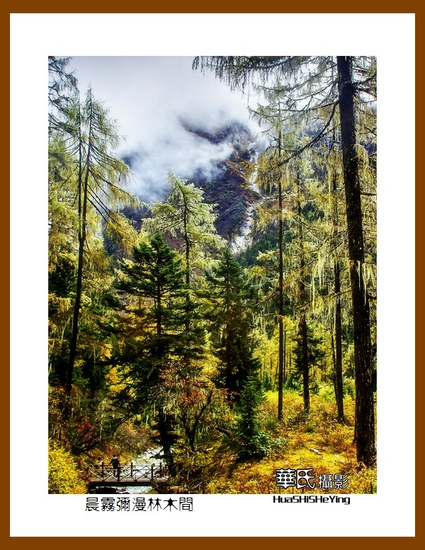 2020西西南北行游走川西128——晨雾弥漫林木间（阿坝州理县毕棚沟）