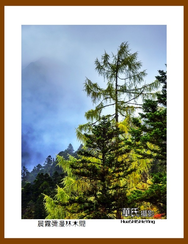 2020西西南北行游走川西128——晨雾弥漫林木间（阿坝州理县毕棚沟）