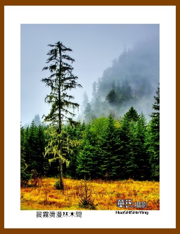 2020西西南北行游走川西128——晨雾弥漫林木间（阿坝州理县毕棚沟）