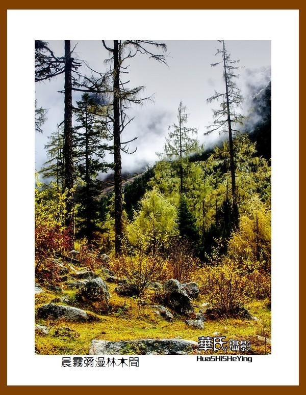 2020西西南北行游走川西128——晨雾弥漫林木间（阿坝州理县毕棚沟）