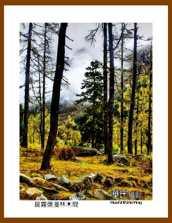 2020西西南北行游走川西128——晨雾弥漫林木间（阿坝州理县毕棚沟）