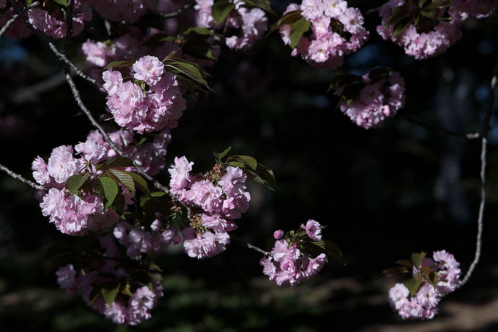 玉渊潭公园晚樱盛况