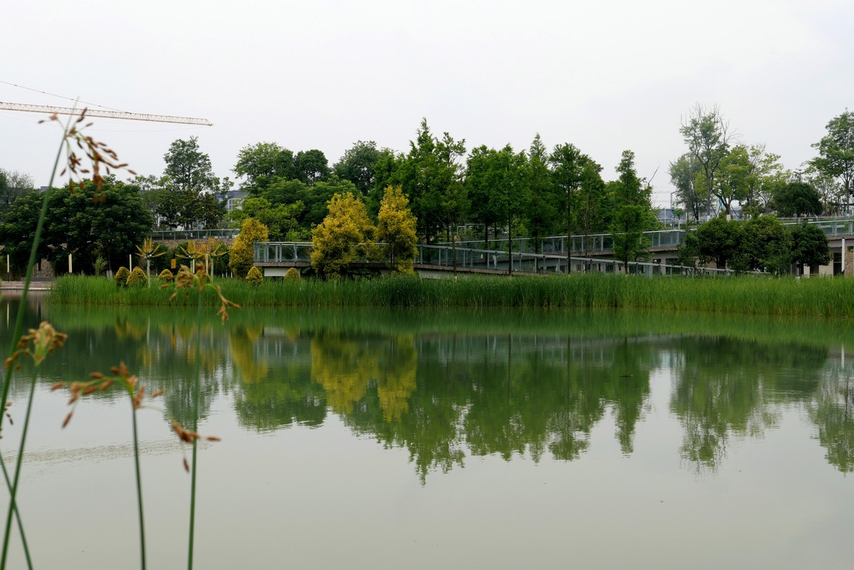 中午又來看看心念唸的東湖公園景色又不一樣啦