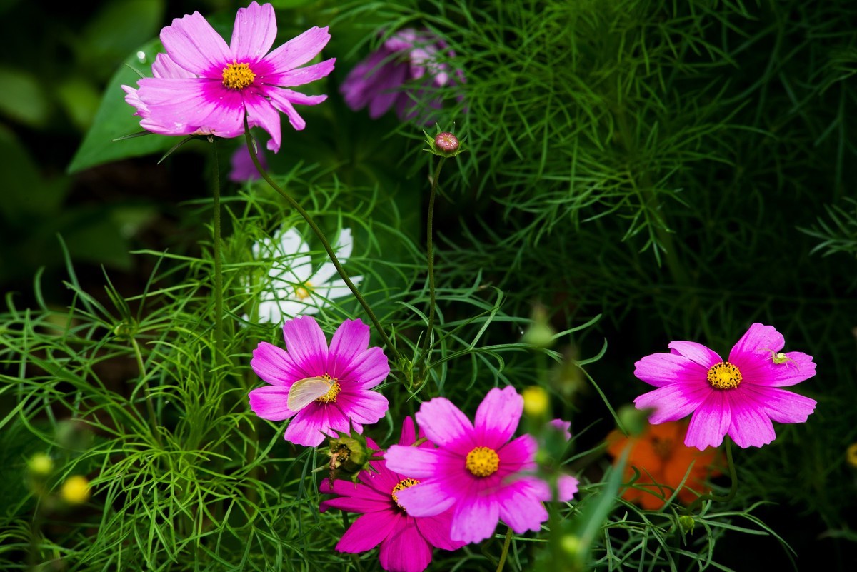 试拍下新换的相机