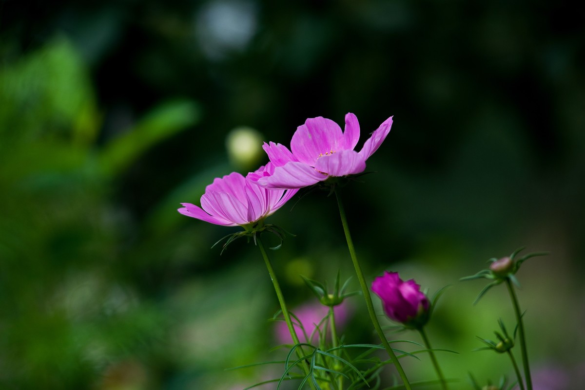 试拍下新换的相机