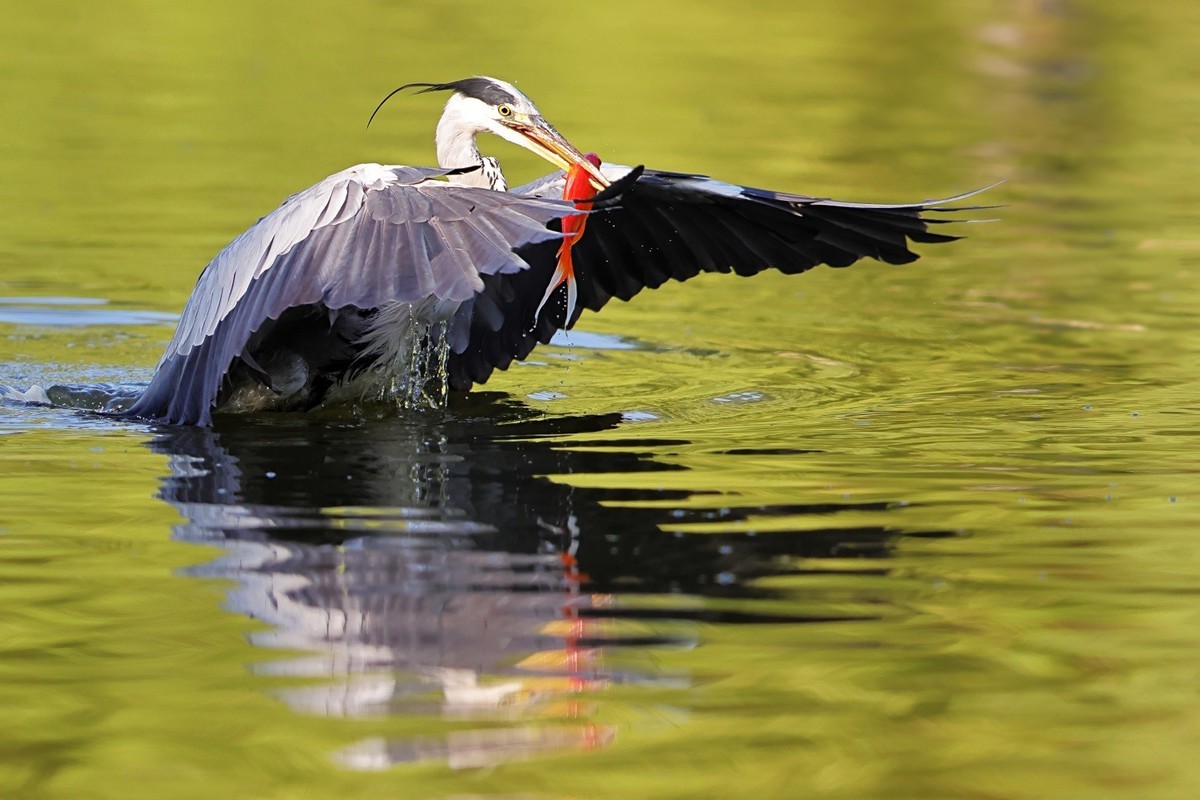 歪脖老等（苍鹭）出击