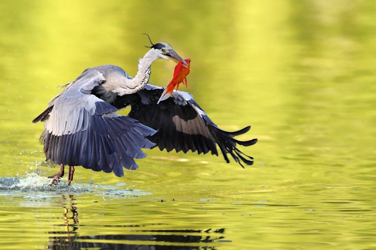 歪脖老等（苍鹭）出击