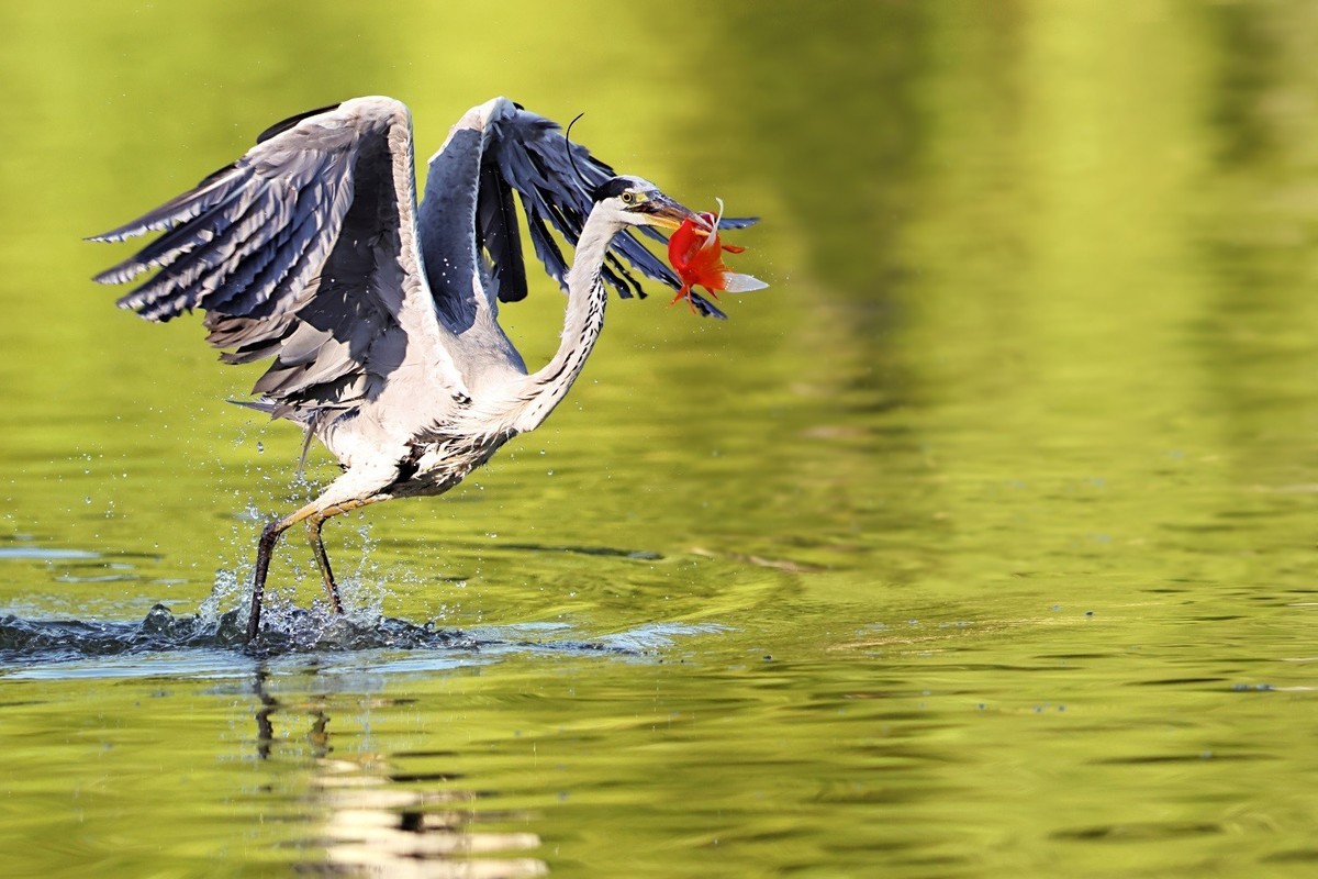 歪脖老等（苍鹭）出击